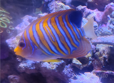 Acquario Pesce pygoplites diacanthus
