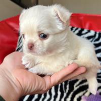 Chihuahua maschio pelo lungo bianco occhi chiari