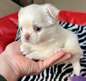 Chihuahua maschio pelo lungo bianco occhi chiari