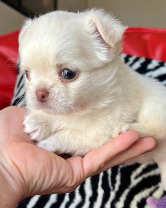 Chihuahua maschio pelo lungo bianco occhi chiari