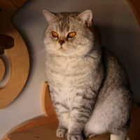 Gatti British Shorthair Blue tabby 1 anno