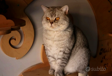 Gatti British Shorthair Blue tabby 1 anno