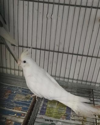 Pappagalli