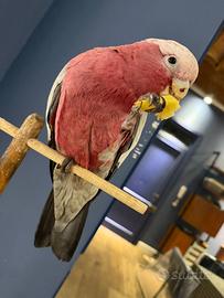 Cacatua roseicapilla