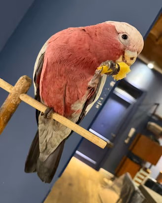 Cacatua roseicapilla