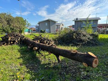 Tronco cedro atlantico 11 metri, diametro 60cm