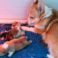 Corgi pembroke cuccioli roma