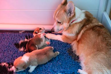 Corgi pembroke cuccioli roma