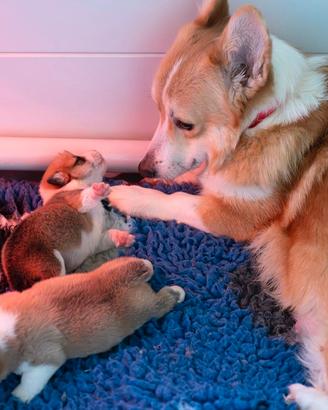 Corgi pembroke cuccioli roma