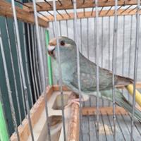 Kakariki blu femmine