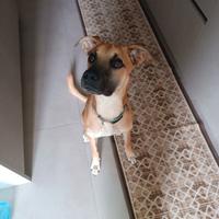 Cucciolo di 10 mesi per nuova famiglia