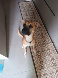 Cucciolo di 10 mesi per nuova famiglia