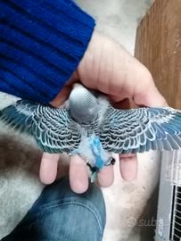 COCORITE, pulli da imbecco, solo Amore e affetto