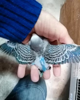 COCORITE, pulli da imbecco, solo Amore e affetto