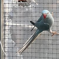 Parrocchetto dal collare