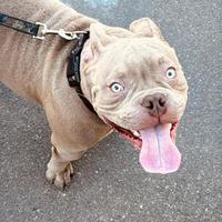 American bully exotic x monta
