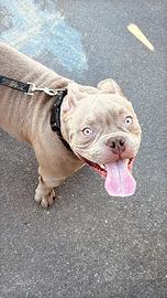 American bully exotic x monta