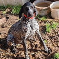 Cucciolo7 mesi da tartufo