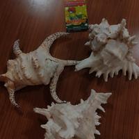 CONCHIGLIE GRANDI 3 (STOCK) 