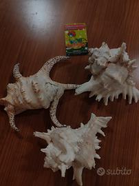 CONCHIGLIE GRANDI 3 (STOCK) 