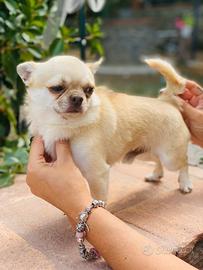 Chihuahuha adulto beige pelo corto