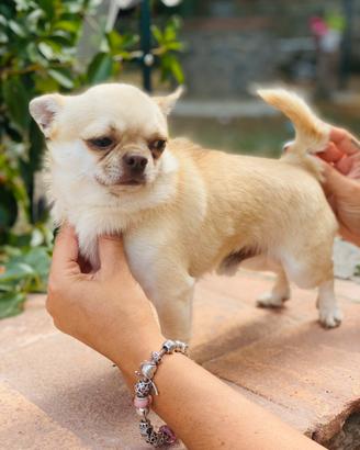 Chihuahuha adulto beige pelo corto