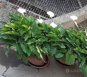 Piante di calla bianca con vaso