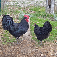 Gallina australorp nero