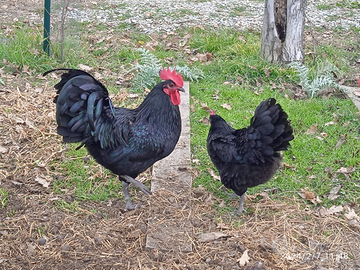 Gallina australorp nero