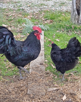 Gallina australorp nero