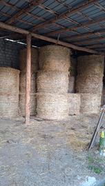 Rotoli di erba medica