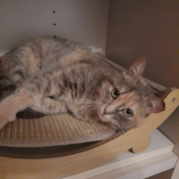 Gattina giovane