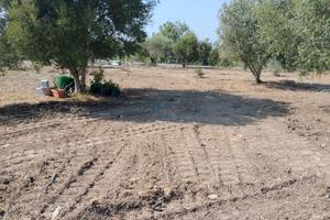 Terreno agricolo uliveto e alberi da frutto