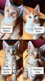 Gattini