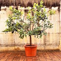 Albero di limoni in vaso