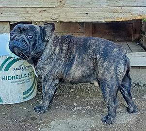 Bull dog francese