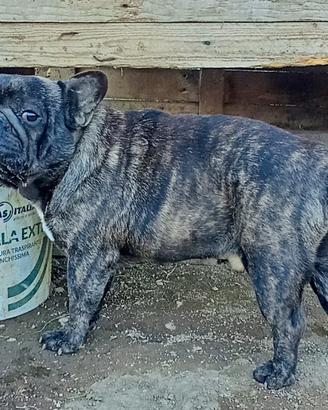 Bull dog francese