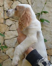 Cuccioli Setter Inglese