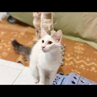 Gatto bianco John