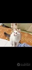 Gatto bianco John