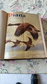 riviste DIANA annata 1951