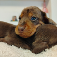 Cuccioli di bassotto arlecchino con pedigree ENCI