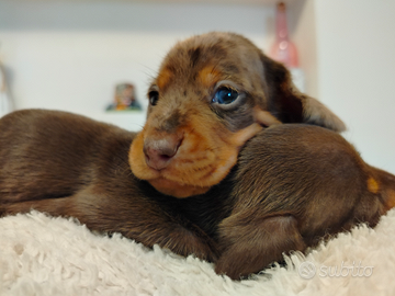 Cuccioli di bassotto arlecchino con pedigree ENCI