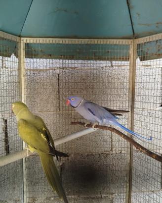 Pappagalli Parrocchetto dal collare