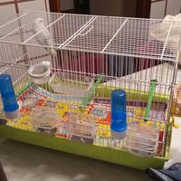 Gabbia e inseparabile