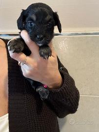 Ultimo maschio maltipoo