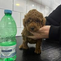 Barboncino toy red toy