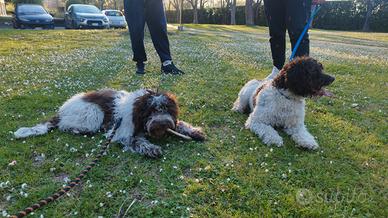 Lagotto femmina 5 mesi