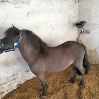 Pony