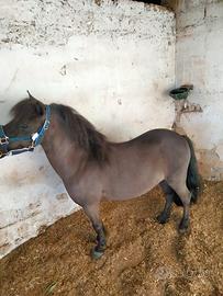 Pony